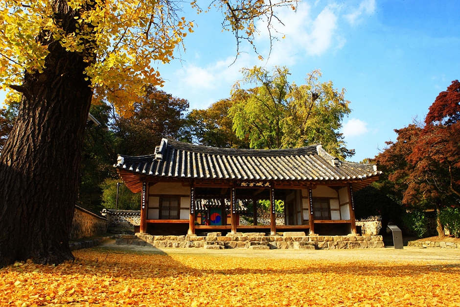 정읍 구절초 축제