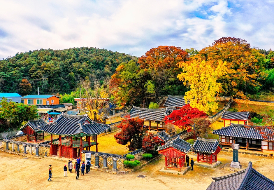 정읍 구절초 축제