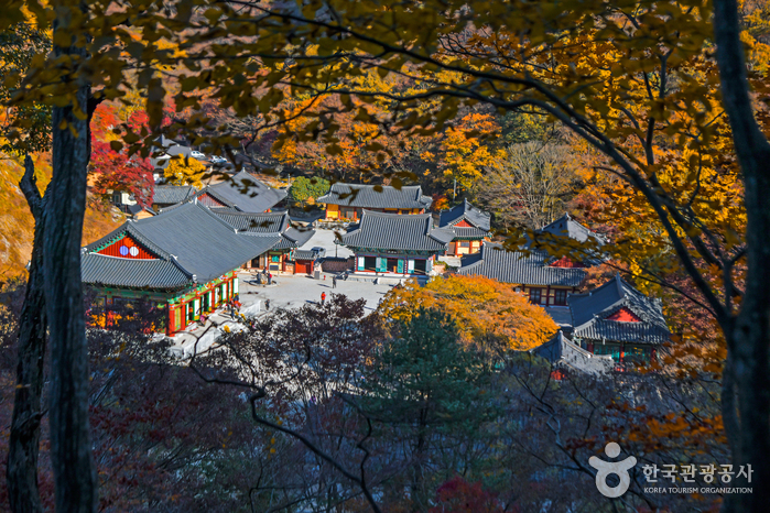 정읍 내장산+내장사 단풍투어