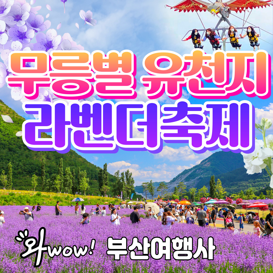 무릉별 유천지 라벤더 축제