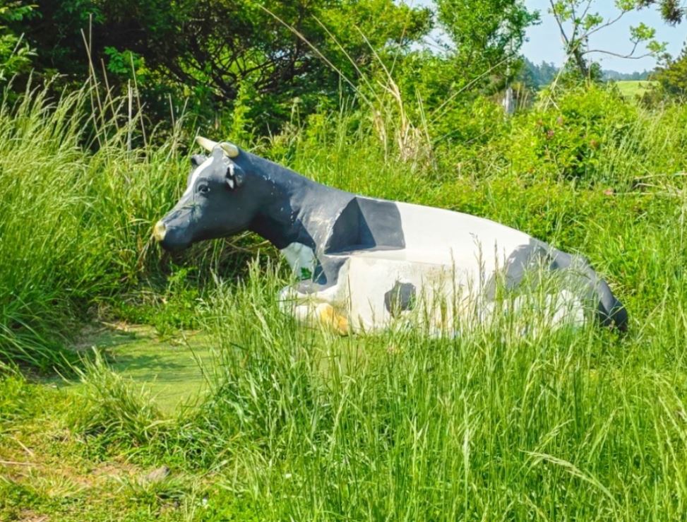 여름맞이 제주 2박 3일, 3박 4일 이색테마 노옵션 특가!!!