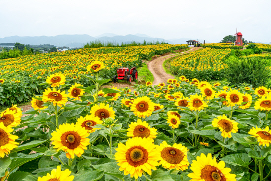 특가!!! 와우부산여행사 [부산출발] 함안 강주마을 해바라기 축제 당일치기 버스여행