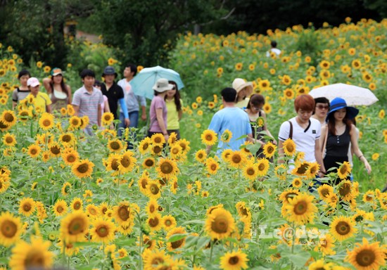 와우부산여행사 [부산출발] 태백 해바라기 축제 식사제공 당일치기 버스테마여행