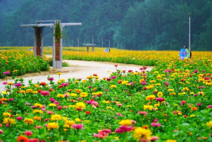[부산출발] 청송 주왕산 주산지 단풍 + 백일홍 축제 당일버스여행
