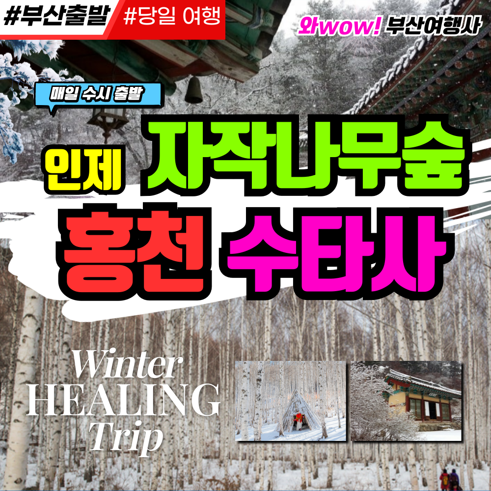 [부산출발]  인제 자작나무숲+홍천수타사(리무진운행)