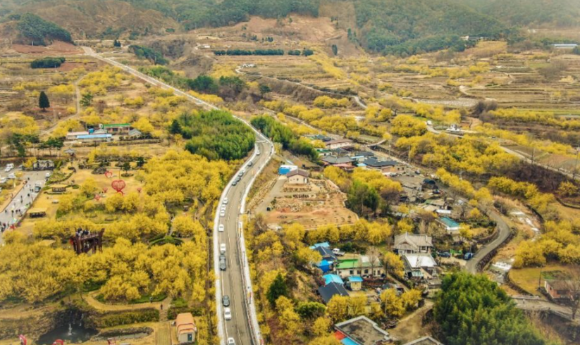 [부산출발]  구례 산수유축제 + 화엄사 홍매화