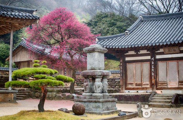 [부산출발]  구례 산수유축제 + 화엄사 홍매화