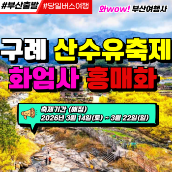 [부산출발]  구례 산수유축제 + 화엄사 홍매화