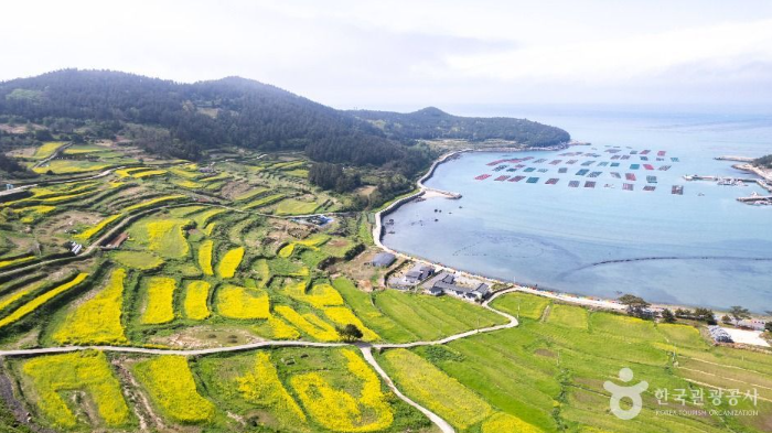 [부산출발]   청산도 완도항 봄 힐링 투어  1박2일여행