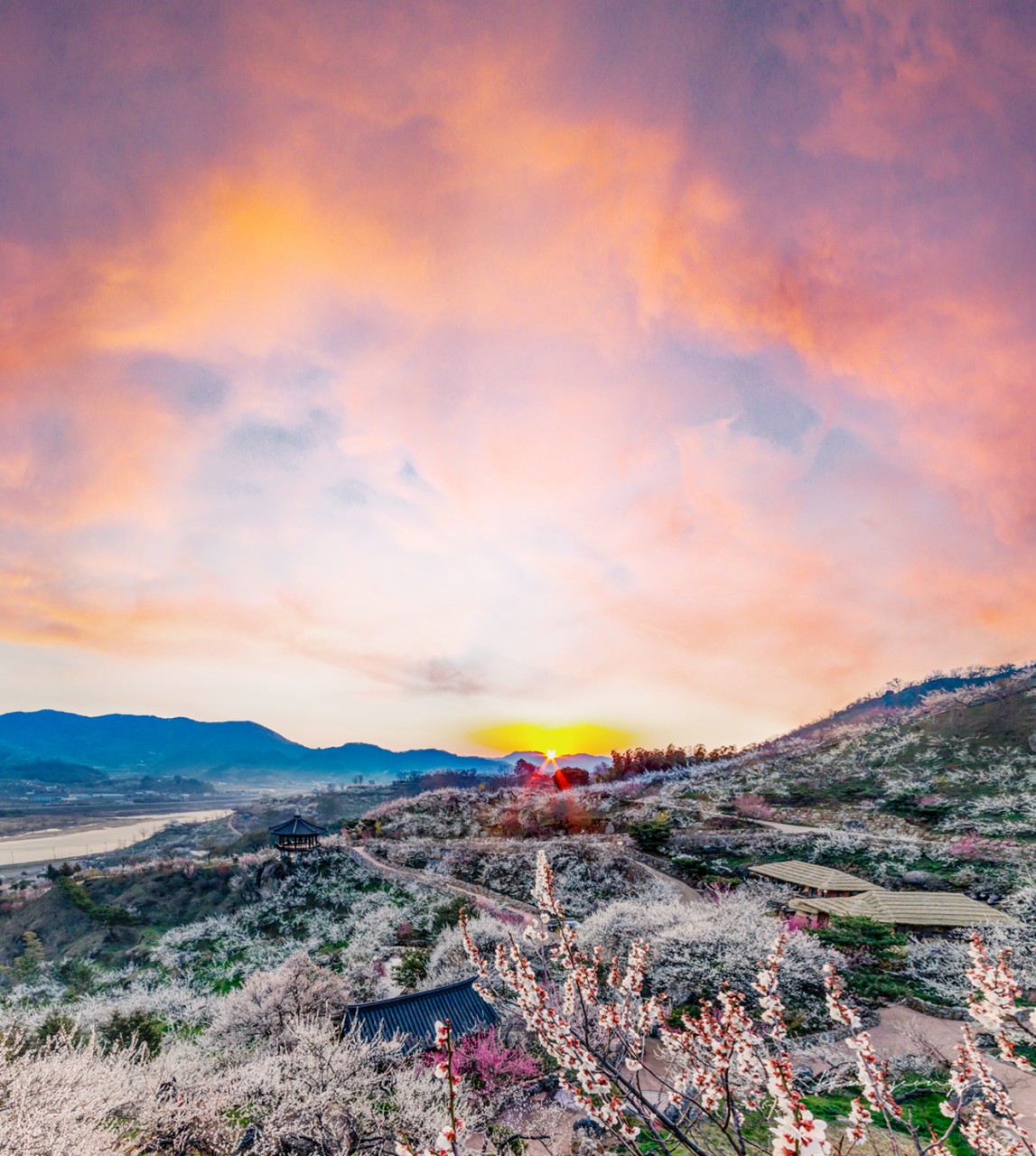 [부산출발] 하얀눈꽃 광양 매화축제