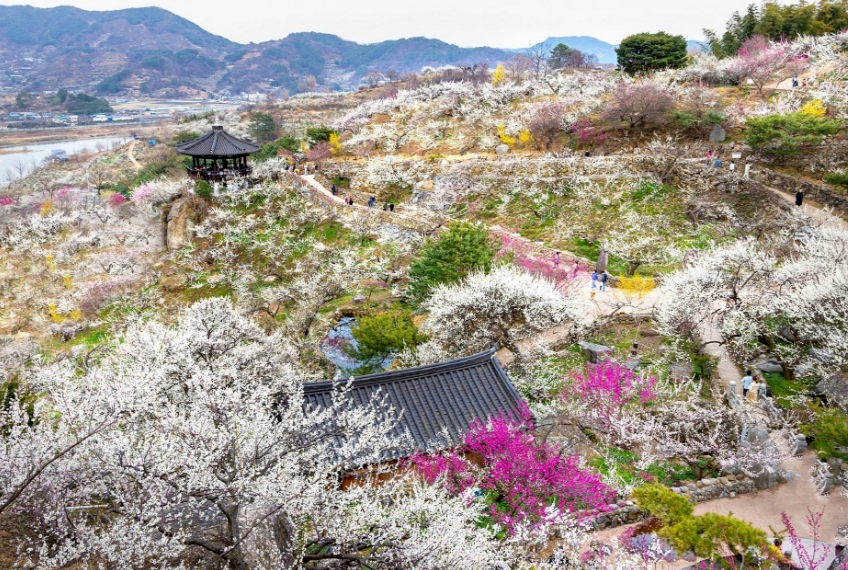 [부산출발] 하얀눈꽃 광양 매화축제
