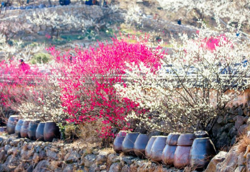 [부산출발] 하얀눈꽃 광양 매화축제