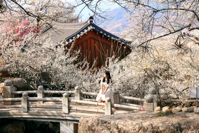 [부산출발] 하얀눈꽃 광양 매화축제