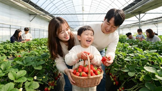 [부산출발] 2026 논산딸기축제