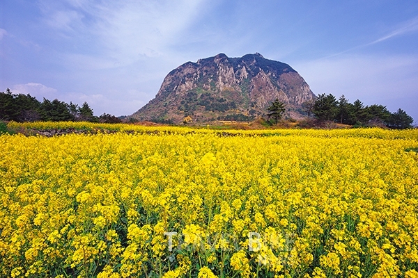 [부산출발] 제주품격여행 봄향기가득한 제주도여행  2박3일