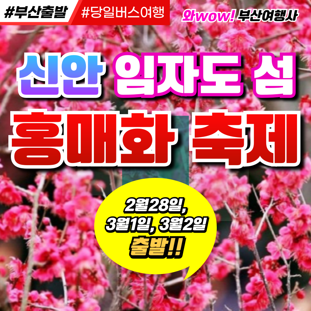 [부산출발] 신안 임자도 섬 홍매화 축제