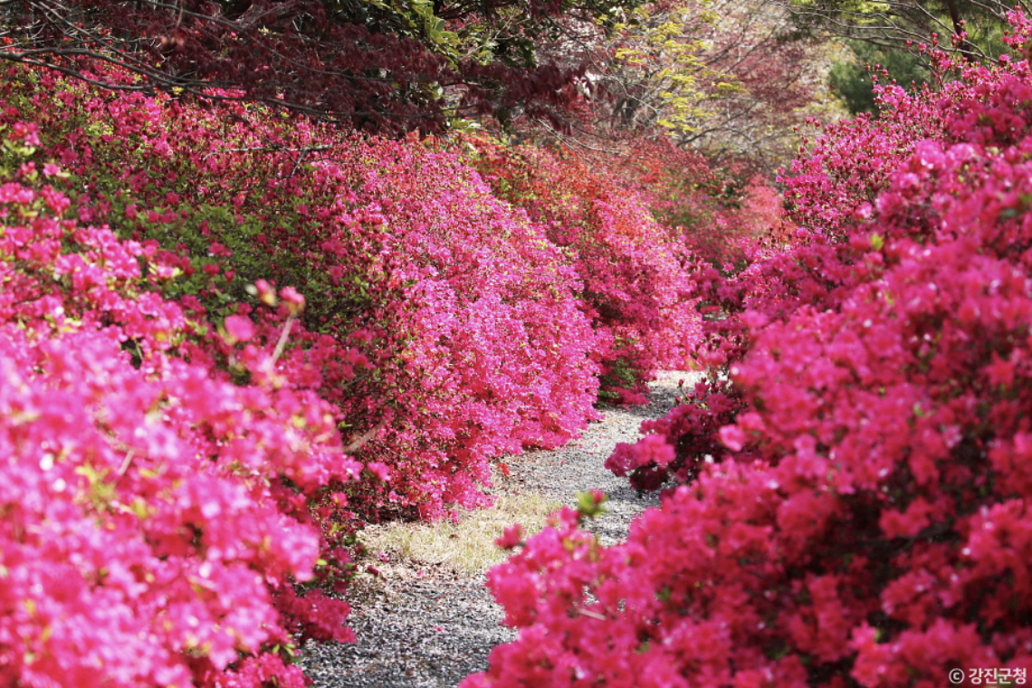 [부산출발]  강진 남미륵사 서부해당화 철쭉 봄꽃 축제 당일여행