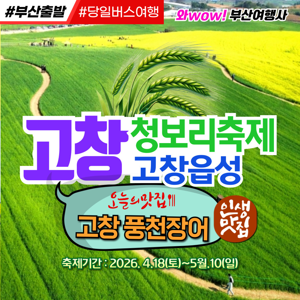 [부산출발]  고창 청보리밭 축제 + 고창읍성 당일투어