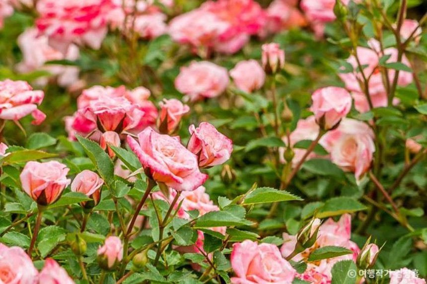[부산출발]  곡성 세계장미축제 당일버스여행