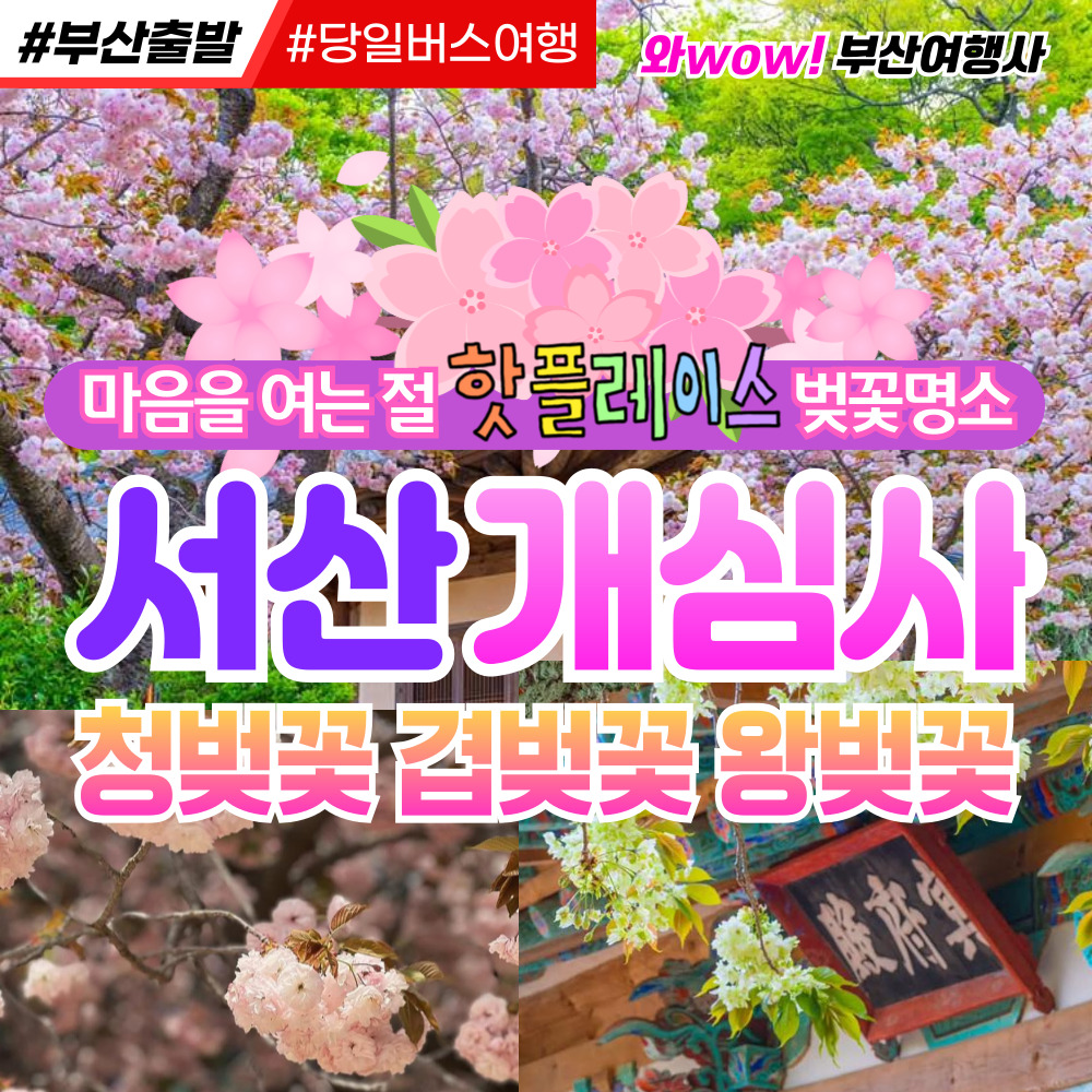 [부산출발] 서산 개심사 청벚꽃 겹벚꽃 왕벚꽃  당일버스여행