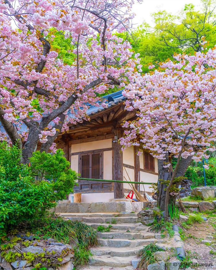 [부산출발] 서산 개심사 청벚꽃 겹벚꽃 왕벚꽃  당일버스여행