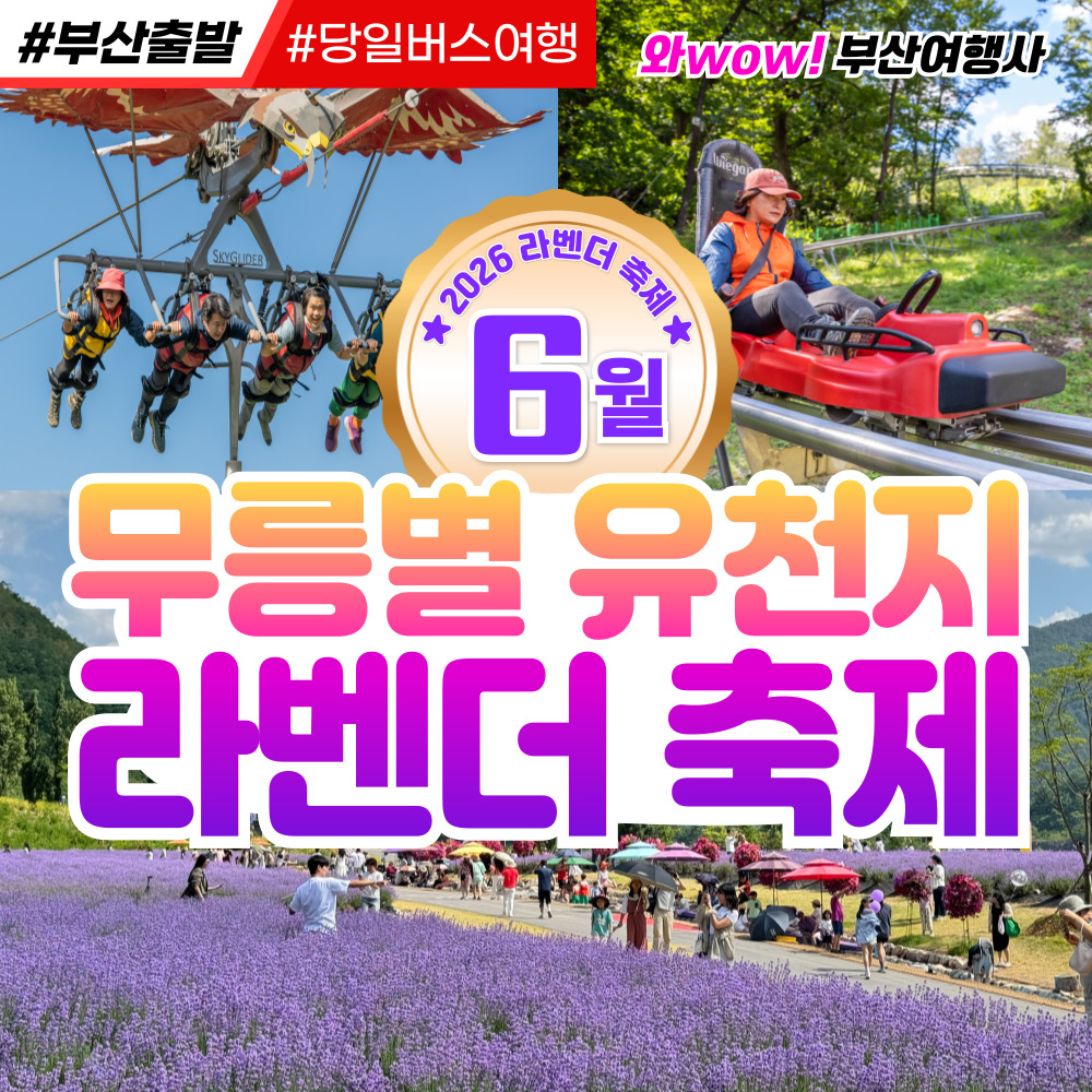 [부산출발] 동해 무릉별 유천지 라벤더 축제 당일버스여행