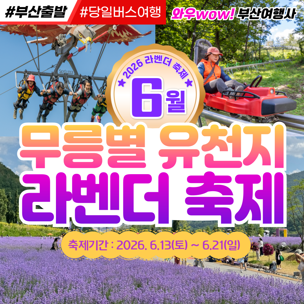 [부산출발] 동해 무릉별 유천지 라벤더 축제 당일버스여행