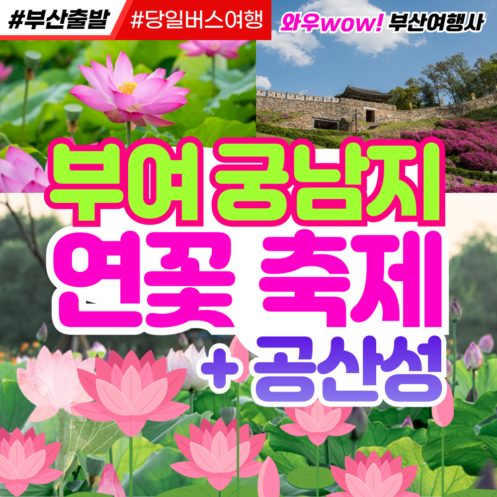 [부산출발] 부여 궁남지 연꽃 축제 + 공산성 당일 버스여행