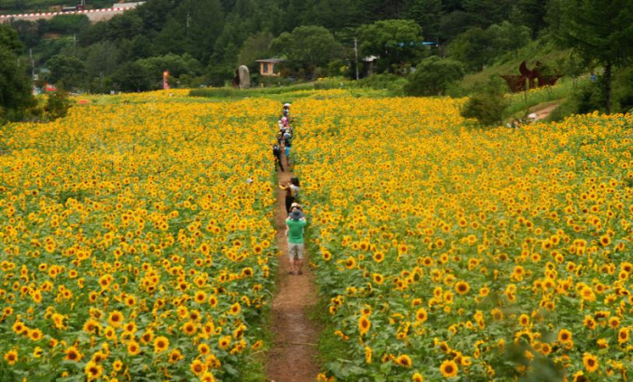 [부산출발] 태백 해바라기 축제 당일 버스여행