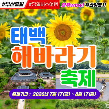 [부산출발] 태백 해바라기 축제 당일 버스여행