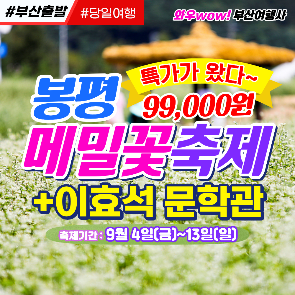 [부산출발/특가] 봉평 메밀꽃 축제 + 이효석 문학관 당일버스여행