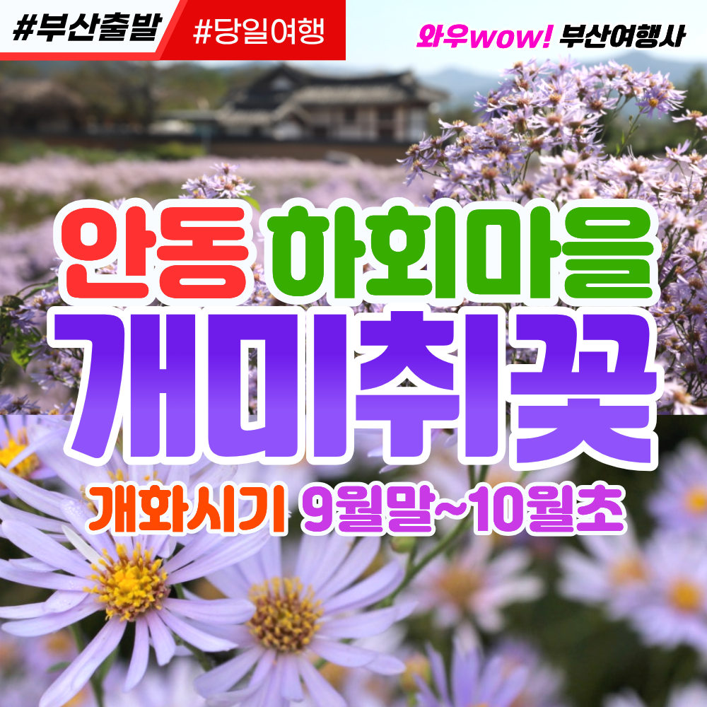 [부산출발] 안동 하회마을 개미취꽃 당일버스여행