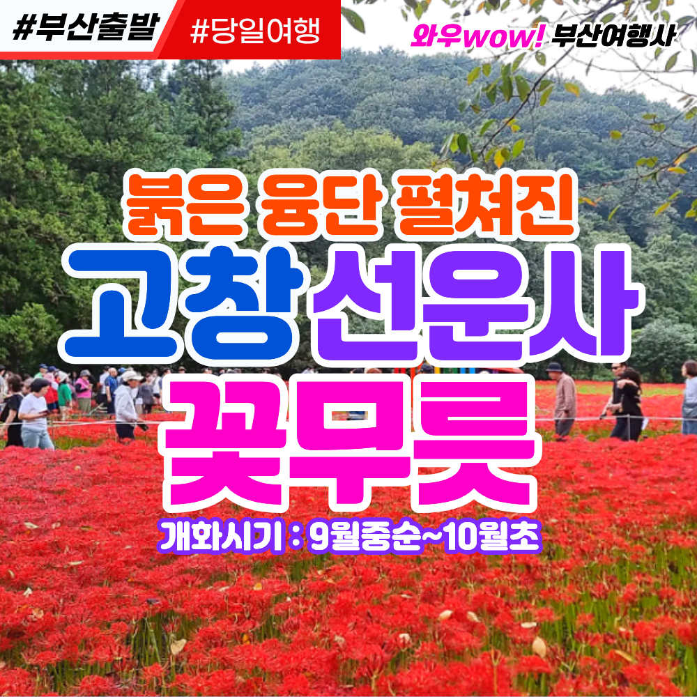 [부산출발] 붉은 융단 펼쳐진 고창 선운사 꽃무릇 당일버스여행